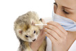 The veterinary surgeon with ferret.