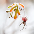 Frosen rose bush