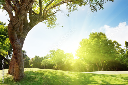 Photo: field of grass and trees field of grass and trees