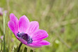 fleur