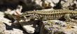 lezard, lizard