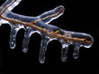 Icicle on Russian Olive Branch