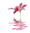 lily flower