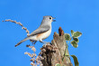 Bird On A Stump
