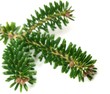 Abies koreana on white background