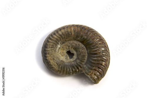 Photo: petrified Ammonite Fossil petrified Ammonite Fossil