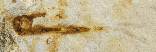 Photo: Detail view of a fossil fish Detail view of a fossil fish