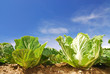 Vegetable,fresh,green,clear,farm.