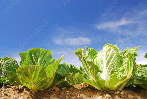 Photo: Vegetable,fresh,green,clear,farm. Vegetable,fresh,green,clear,farm.