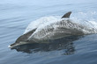 granville dolphin 5