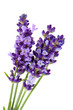 Lavandula Hidcote isolated on white background