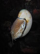 Nautilus