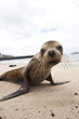 phoque, Galapagos
