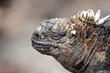 iguane marin, Galapagos