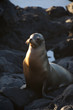 Phoque, Galapagos