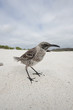 Oiseau, Galapagos