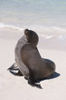Phoque, Galapagos