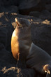 Phoque, Galapagos