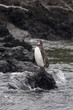 Pingouin,manchot des Galapagos