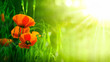 fleurs de coquelicots dans un champs - coquelicot
