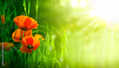 Foto: fleurs de coquelicots dans un champs - coquelicot fleurs de coquelicots dans un champs - coquelicot