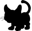 gatto