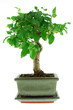 bonsai in a grey pot