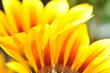 orange Chrysantheme @Ü7