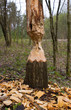 Beaver's job