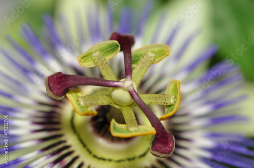 Foto: Passionsblume Passionsblume