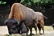 Bison @zhh