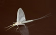 White Mayfly