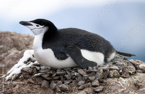Photo: Chinstrap on the Nest Chinstrap on the Nest