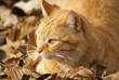 chat européen roux tabby