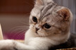 Scottish Fold Cat