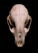 Racoon Skull Racoon Skull