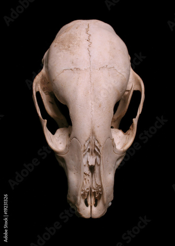 Photo: Racoon Skull Racoon Skull
