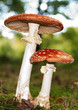 toad stool 4