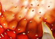 toad stoo 3