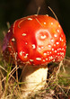 toad stool 2