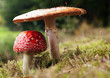 toad stool 1