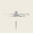 dragon-fly on a neutral background