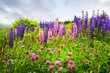 Purple and pink wildflowers