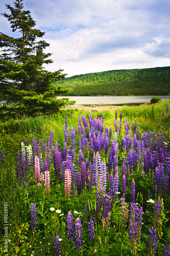 Foto: Purple and pink garden lupin flowers Purple and pink garden lupin flowers