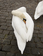 cigno