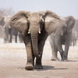 Elephant herd Elephant herd