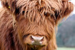 highland cow is looking