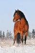 bay horse in winter