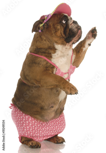 Bulldog In Bikini