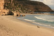 Seal on a beach